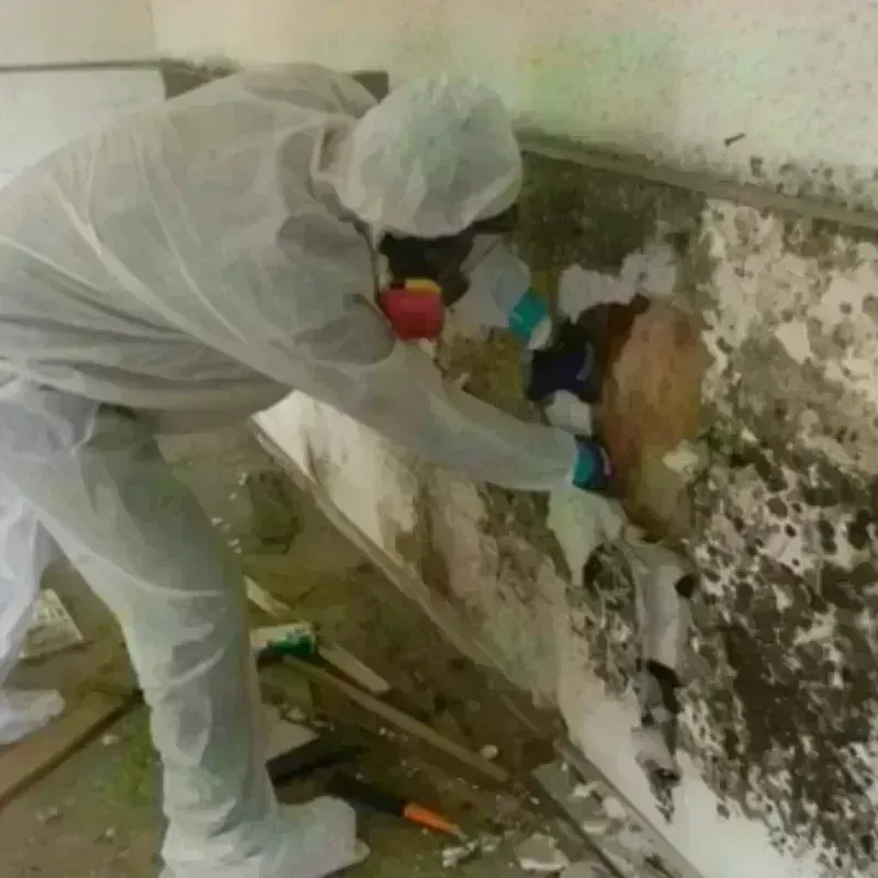 Mold Remediation and Removal in Northeast Ithaca, NY